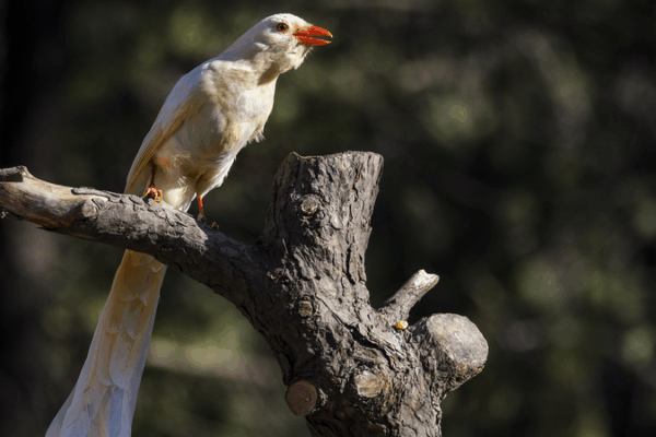 Rare Albino Animals: Fragile Wonders Need Our Protection 🌍🐾 Rare Albino Animals: Fragile Wonders Need Our Protection 🌍🐾