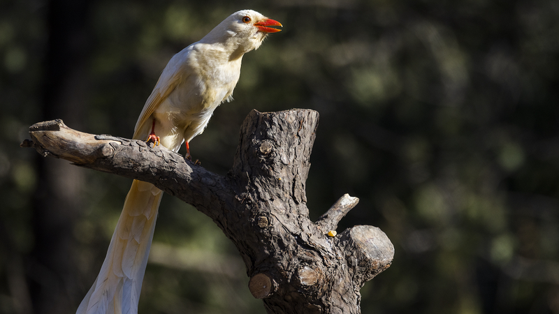 FY6HCEAWA8EXZAOV85BO - 🌍NewspaperAmigo – Your Global News Buddy 🗞️ Rare Albino Animals: Fragile Wonders Need Our Protection 🌍🐾