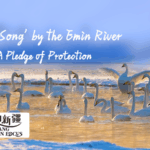 G00VIL6UYMDYO6X6H0OK - 🌍NewspaperAmigo – Your Global News Buddy 🗞️ From 2 to 180: How One Man’s Mission Revived Xinjiang’s Swan Paradise 🦢 video poster