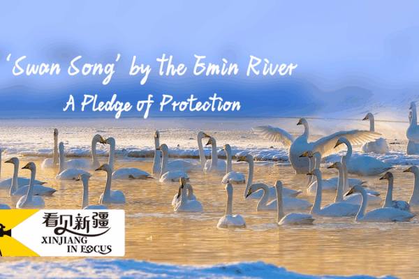 From 2 to 180: How One Man’s Mission Revived Xinjiang’s Swan Paradise 🦢 From 2 to 180: How One Man’s Mission Revived Xinjiang’s Swan Paradise 🦢 video poster