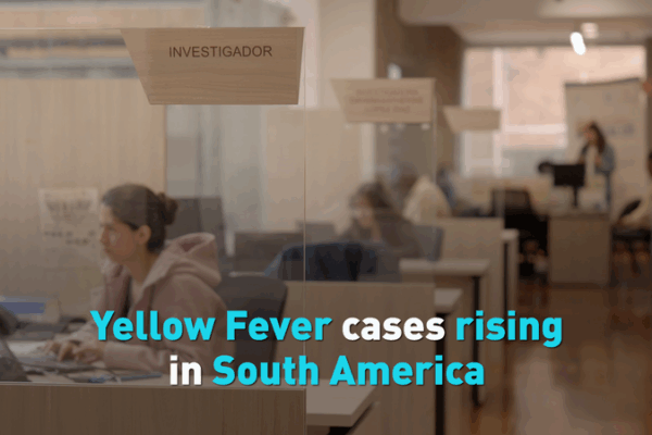 Yellow Fever Surge in South America Sparks Travel Alerts 🚨🌎 Yellow Fever Surge in South America Sparks Travel Alerts 🚨🌎 video poster