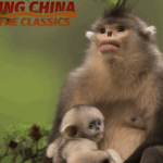 GFG15HEZ9D52KZNLT9PZ - 🌍NewspaperAmigo – Your Global News Buddy 🗞️ Snapshots of Nature: Xi Zhinong's Lens Inspires Global Biodiversity Drive 🌿📸