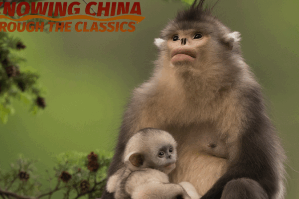 Snapshots of Nature: Xi Zhinong’s Lens Inspires Global Biodiversity Drive ๐ฟ๐ธ Snapshots of Nature: Xi Zhinong's Lens Inspires Global Biodiversity Drive ๐ฟ๐ธ