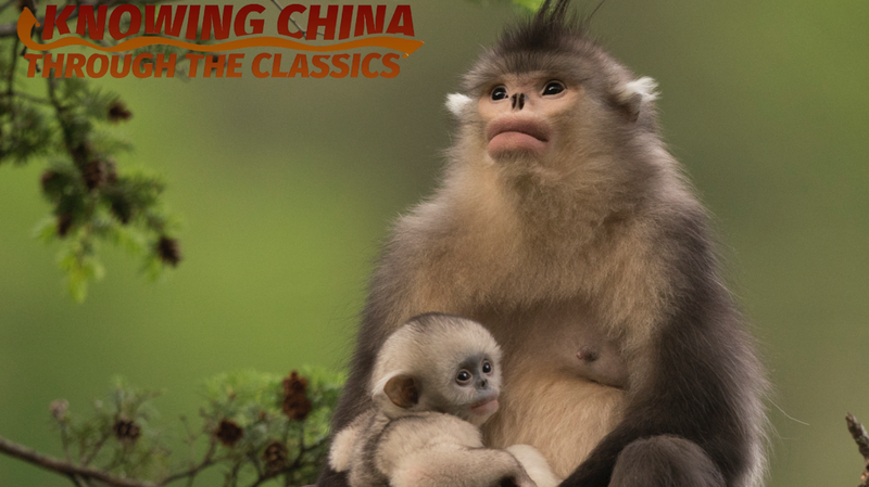 GFG15HEZ9D52KZNLT9PZ - 🌍NewspaperAmigo – Your Global News Buddy 🗞️ Snapshots of Nature: Xi Zhinong's Lens Inspires Global Biodiversity Drive 🌿📸