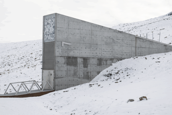 π± Arctic Seed Vault Gets 11K+ New Samples to Safeguard Food Future π± Arctic Seed Vault Gets 11K+ New Samples to Safeguard Food Future