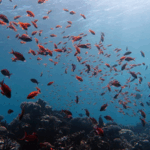 HLCOLKP4W4VNX6905LN6 - 🌍NewspaperAmigo – Your Global News Buddy 🗞️ 🌊 China Unveils AI-Powered Ocean Dataset at UN Conference