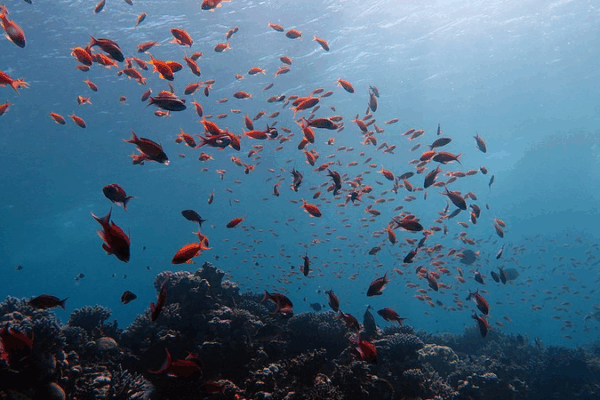 🌊 China Unveils AI-Powered Ocean Dataset at UN Conference 🌊 China Unveils AI-Powered Ocean Dataset at UN Conference