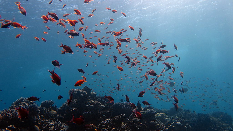 🌊 China Unveils AI-Powered Ocean Dataset at UN Conference