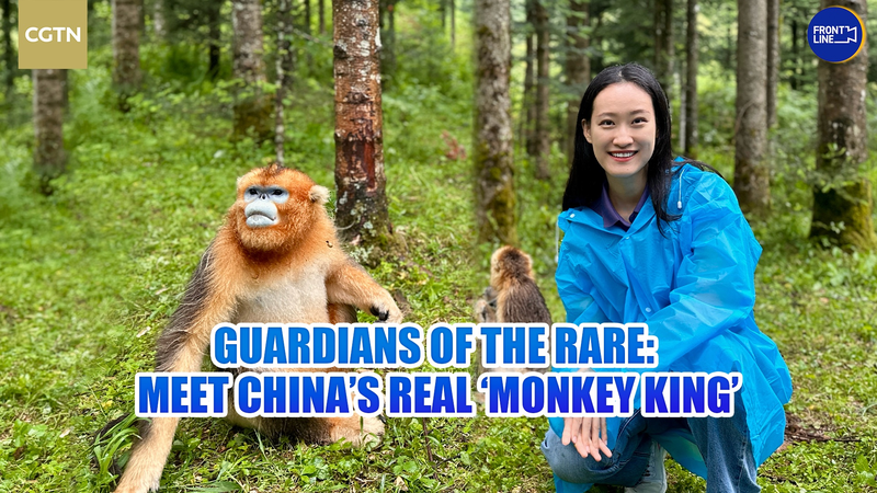 IA9MTAA3BT7UW0DB3L3J - 🌍NewspaperAmigo – Your Global News Buddy 🗞️ China’s Real-Life ‘Monkey King’ 🐒 Guardians Fight to Save a Species video poster