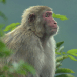 J9LM4639GTE4A8ZKGEFP - 🌍NewspaperAmigo – Your Global News Buddy 🗞️ Hong Kong’s Wild Side: Where Skyscrapers Meet Nature 🏙️🌿
