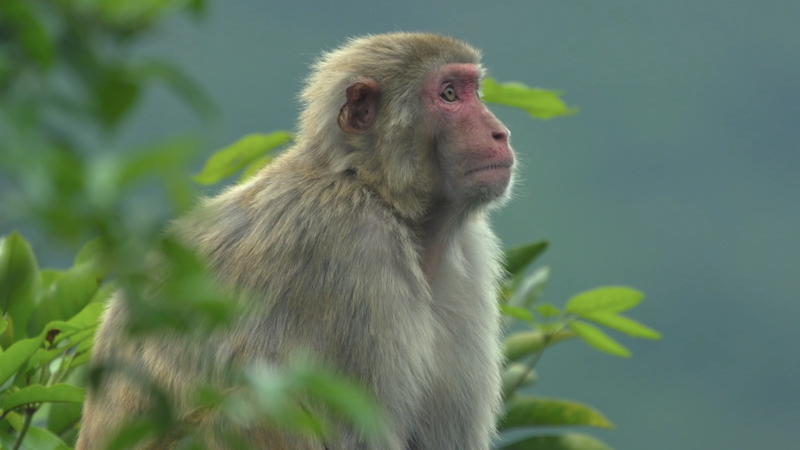 J9LM4639GTE4A8ZKGEFP - 🌍NewspaperAmigo – Your Global News Buddy 🗞️ Hong Kong’s Wild Side: Where Skyscrapers Meet Nature 🏙️🌿