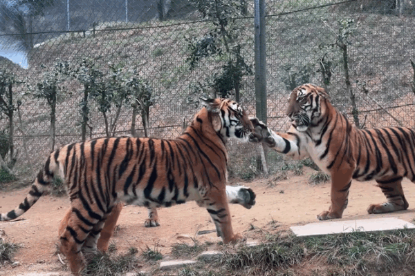 Why Do Tigers ‘Slap’ Each Other? 🐾 Experts Reveal Surprising Truth! Why Do Tigers ‘Slap’ Each Other? 🐾 Experts Reveal Surprising Truth! video poster