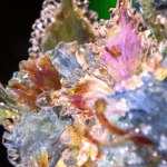 K5T8LT4T6AHSC92K6CS1 - 🌍NewspaperAmigo – Your Global News Buddy 🗞️ Zibo's Colored琉璃 Art Illuminates China's Cultural Legacy 🎨✨ video poster