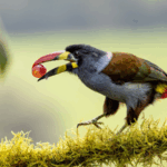 KE86J1UGXHZQ2BXIP4XZ - 🌍NewspaperAmigo – Your Global News Buddy 🗞️ Birds & Sour Snacks: Chinese Scientists Crack Avian Taste Mystery 🐦🔬