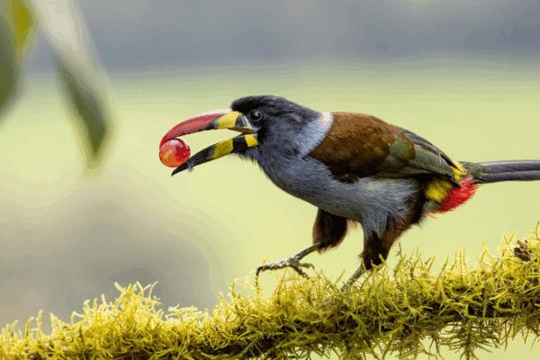 Birds & Sour Snacks: Chinese Scientists Crack Avian Taste Mystery 🐦🔬 Birds & Sour Snacks: Chinese Scientists Crack Avian Taste Mystery 🐦🔬