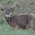 KWBW9MBGOPMIDKB0TGU8 - 🌍NewspaperAmigo – Your Global News Buddy 🗞️ Gut Microbes Unlock Secrets of Plateau Deer Survival 🦌🔬