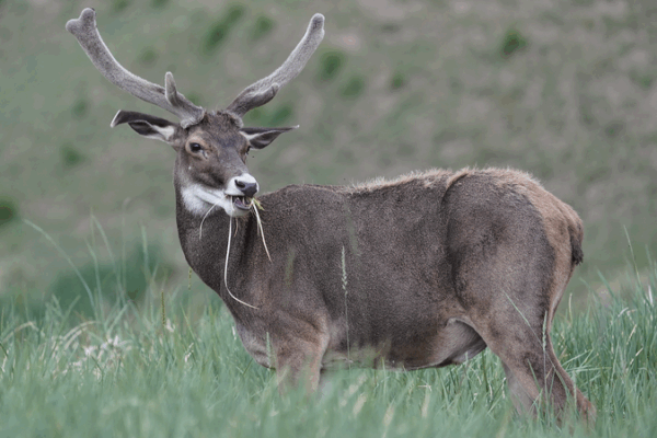 Gut Microbes Unlock Secrets of Plateau Deer Survival 🦌🔬 Gut Microbes Unlock Secrets of Plateau Deer Survival 🦌🔬