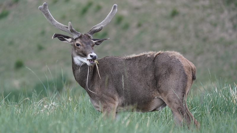 KWBW9MBGOPMIDKB0TGU8 - 🌍NewspaperAmigo – Your Global News Buddy 🗞️ Gut Microbes Unlock Secrets of Plateau Deer Survival 🦌🔬