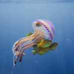 LFWZ4N94YV95FA306LZ7 - 🌍NewspaperAmigo – Your Global News Buddy 🗞️ Dive into the Deep Blue: Celebrating World Oceans Day 🌊✨