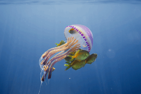 Dive into the Deep Blue: Celebrating World Oceans Day ๐โจ Dive into the Deep Blue: Celebrating World Oceans Day ๐โจ