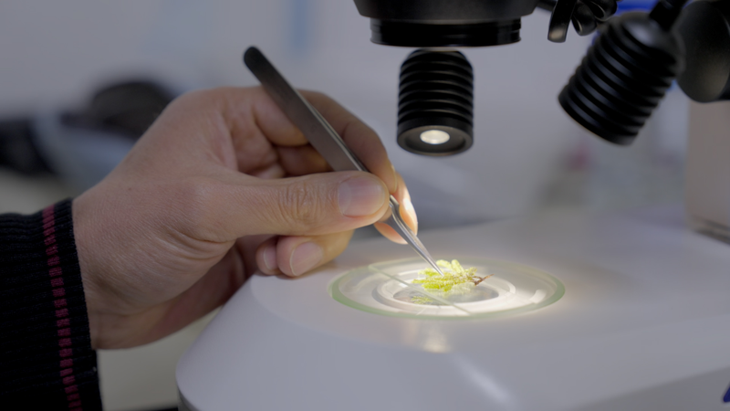 Colombia's Amazon Guardians Save 100K+ Plants 🌿✨ video poster