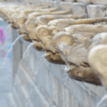 LSUMU628QGNR3JK05B0Z - 🌍NewspaperAmigo – Your Global News Buddy 🗞️ Stone Dragons Come Alive at Forbidden City During Beijing Downpour 🐉🌧️