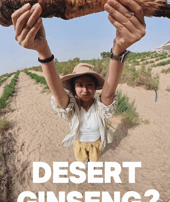 🌱 Desert ‘Ginseng’ Fights Sand & Boosts Economy in Xinjiang! 🌱 Desert 'Ginseng' Fights Sand & Boosts Economy in Xinjiang! video poster