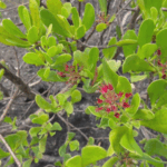 MR7CRSS7YE103GVEVTWY - 🌍NewspaperAmigo – Your Global News Buddy 🗞️ 🌿 Celebrate the Tropics: Biodiversity Hotspots Face Climate Challenges 🌍
