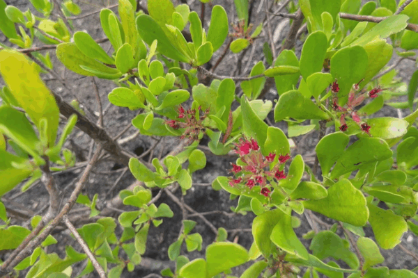 🌿 Celebrate the Tropics: Biodiversity Hotspots Face Climate Challenges 🌍 🌿 Celebrate the Tropics: Biodiversity Hotspots Face Climate Challenges 🌍