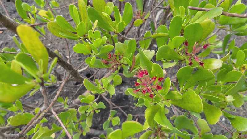 MR7CRSS7YE103GVEVTWY - 🌍NewspaperAmigo – Your Global News Buddy 🗞️ 🌿 Celebrate the Tropics: Biodiversity Hotspots Face Climate Challenges 🌍