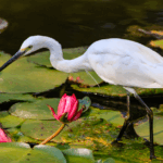NUCYGJ0PNMKCDADFV11F - 🌍NewspaperAmigo – Your Global News Buddy 🗞️ Kunming's Daguan Park: Where Nature Meets Ancient Charm 🌸🦢