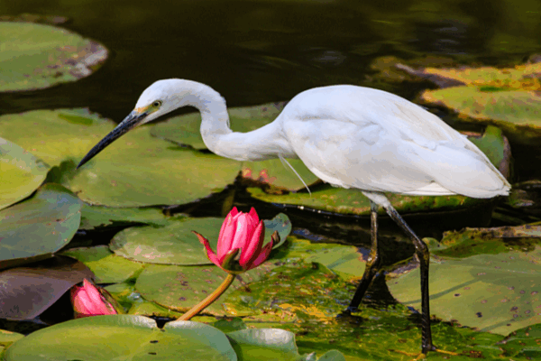 Kunming’s Daguan Park: Where Nature Meets Ancient Charm 🌸🦢 Kunming's Daguan Park: Where Nature Meets Ancient Charm 🌸🦢