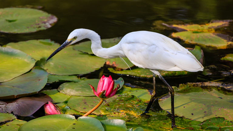 NUCYGJ0PNMKCDADFV11F - 🌍NewspaperAmigo – Your Global News Buddy 🗞️ Kunming's Daguan Park: Where Nature Meets Ancient Charm 🌸🦢