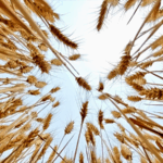 O3RPOAYWOWRG7AT623WP - 🌍NewspaperAmigo – Your Global News Buddy 🗞️ Golden Waves: China’s Winter Wheat Harvest Soars 🌾🚜 video poster