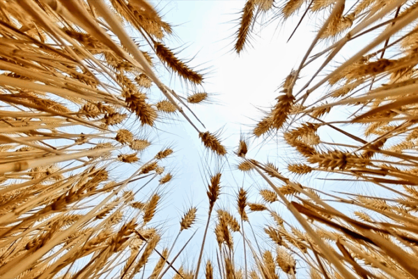 Golden Waves: China’s Winter Wheat Harvest Soars 🌾🚜 Golden Waves: China’s Winter Wheat Harvest Soars 🌾🚜 video poster