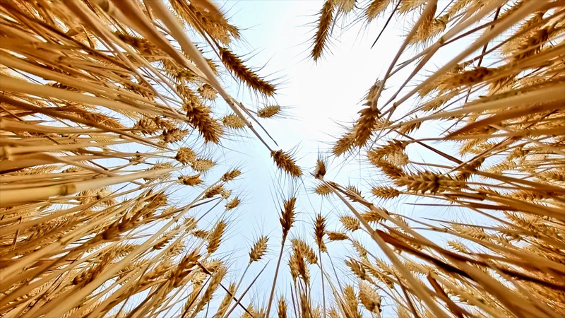 O3RPOAYWOWRG7AT623WP - 🌍NewspaperAmigo – Your Global News Buddy 🗞️ Golden Waves: China’s Winter Wheat Harvest Soars 🌾🚜 video poster