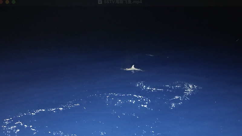 Dolphin vs. Flying Fish: Rare Marine Showdown Caught on Camera 🐬🎥 Dolphin vs. Flying Fish: Rare Marine Showdown Caught on Camera 🐬🎥 video poster