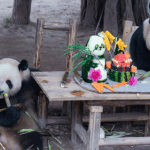 PPLTZKT9I6SNX5EA45PF - 🌍NewspaperAmigo – Your Global News Buddy 🗞️ Giant Panda Twins’ Birthday Bash Draws Crowds in Chongqing 🎉🐼