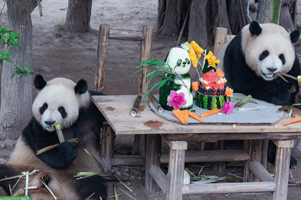 Giant Panda Twins’ Birthday Bash Draws Crowds in Chongqing 🎉🐼 Giant Panda Twins’ Birthday Bash Draws Crowds in Chongqing 🎉🐼