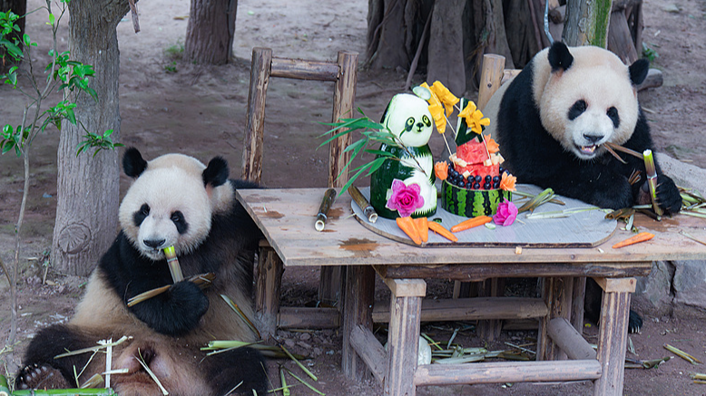 PPLTZKT9I6SNX5EA45PF - 🌍NewspaperAmigo – Your Global News Buddy 🗞️ Giant Panda Twins’ Birthday Bash Draws Crowds in Chongqing 🎉🐼