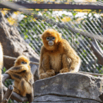 QCLLQXAGLPDGH1LVSNC4 - 🌍NewspaperAmigo – Your Global News Buddy 🗞️ AI Saves Endangered Monkeys 🐒💻