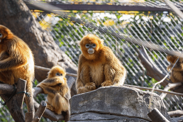 AI Saves Endangered Monkeys 🐒💻 AI Saves Endangered Monkeys 🐒💻