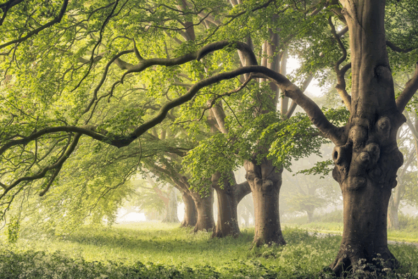 QEXIU5ZU4N5KULFRTJ1X - 🌍NewspaperAmigo – Your Global News Buddy 🗞️ 🌳 Trees 'Breathe' Differently, Cooling Climate Forecasts, Study Finds