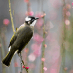 Nature’s Power Couple: Bulbuls Team Up to Hatch Eggs 🌿🥚 video poster