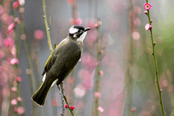 Nature’s Power Couple: Bulbuls Team Up to Hatch Eggs 🌿🥚 Nature’s Power Couple: Bulbuls Team Up to Hatch Eggs 🌿🥚 video poster