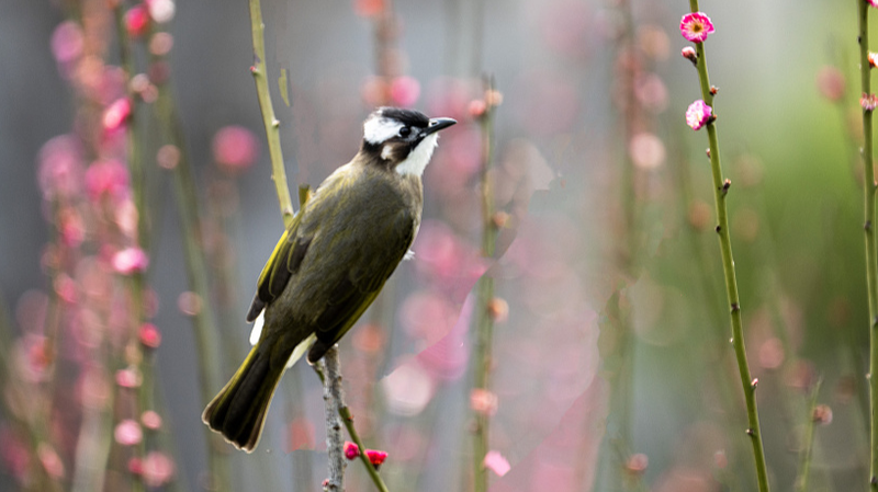 Nature’s Power Couple: Bulbuls Team Up to Hatch Eggs 🌿🥚 video poster