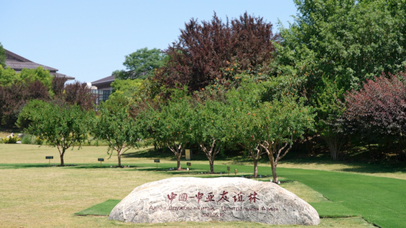 RKU2TJYUWVJ9PKUGOT9R - 🌍NewspaperAmigo – Your Global News Buddy 🗞️ Xi'an's Pomegranate Trees Blossom as Symbols of China-Central Asia Unity 🌍✨ video poster