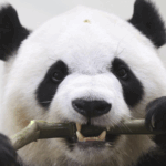 S3M8V08GTNG67L8YMRQV - 🌍NewspaperAmigo – Your Global News Buddy 🗞️ Panda Farewell: Japan Bids Adieu to Beloved Bears Returning to China 🐾🇨🇳