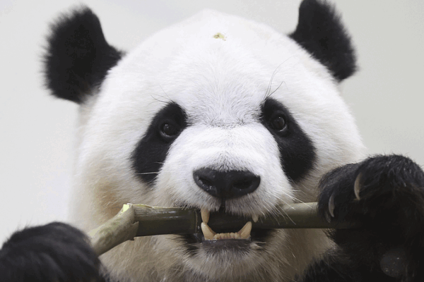 Panda Farewell: Japan Bids Adieu to Beloved Bears Returning to China 🐾🇨🇳 Panda Farewell: Japan Bids Adieu to Beloved Bears Returning to China 🐾🇨🇳