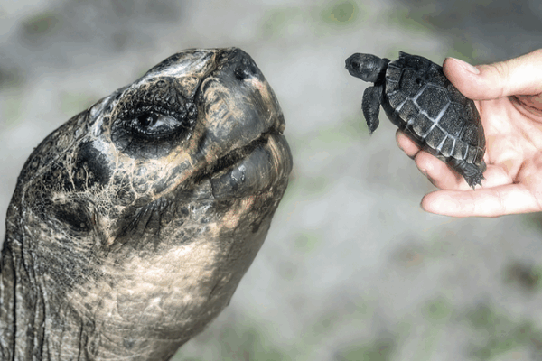 🎉 Goliath the 135-Year-Old Tortoise Celebrates First Father’s Day! 🐢 🎉 Goliath the 135-Year-Old Tortoise Celebrates First Father’s Day! 🐢